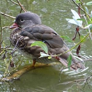 Mandarin Duck