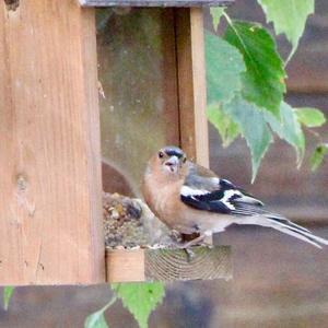 Eurasian Chaffinch