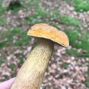 Bitter Bolete