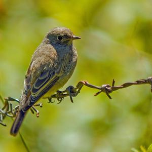 Black Redstart