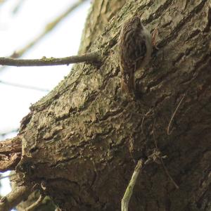 Short-toed Treecreeper