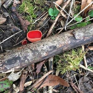 Unknown Species