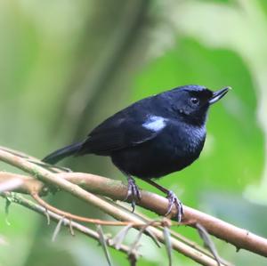 Glossy Flowerpiercer