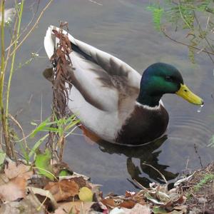 Mallard