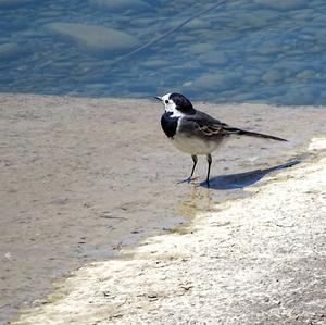 White Wagtail