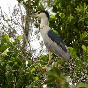 Black-crowned Night-heron