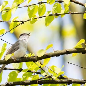 Blackcap