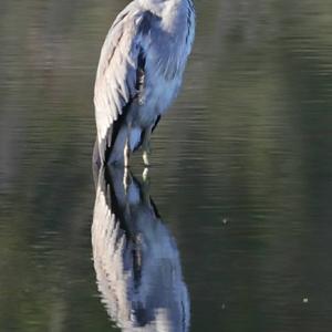 Grey Heron