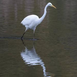 Great Egret