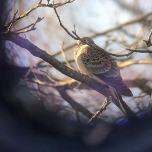 European Turtle-dove