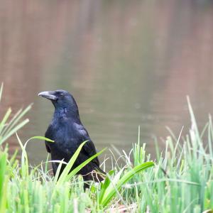 Carrion Crow