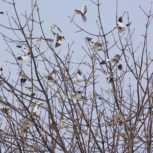 Snow Bunting