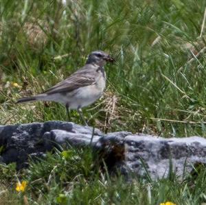 Water Pipit