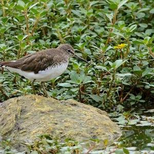 Green Sandpiper