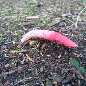 Dog Stinkhorn