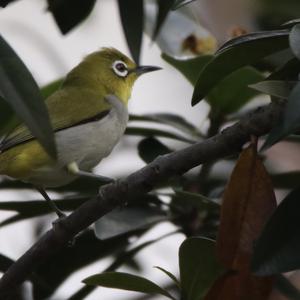 Oriental White-eye