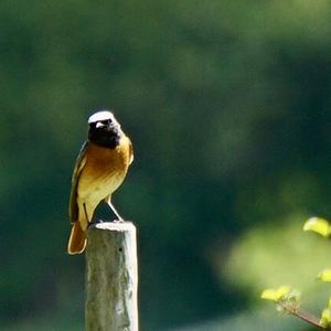 Common Redstart