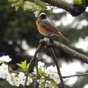 Common Redstart