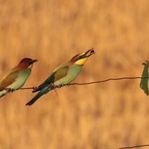 European Bee-eater