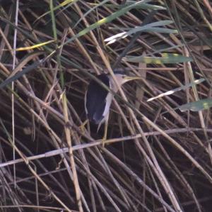 Little Bittern