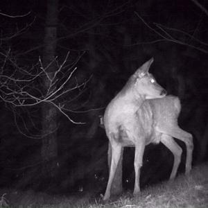 European Roe Deer