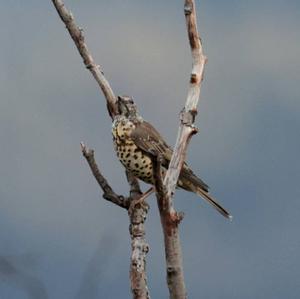 Mistle Thrush