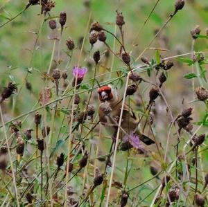 European Goldfinch