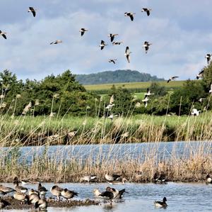 Greylag Goose