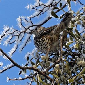 Mistle Thrush