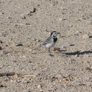 White Wagtail