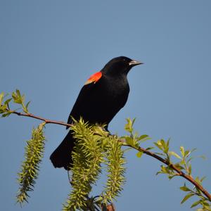 Red-winged Blackbird