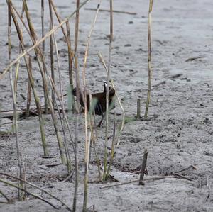 Water Rail