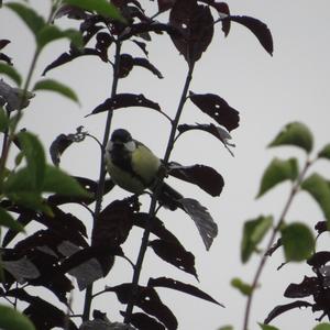 Great Tit