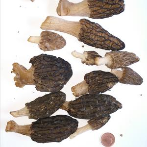 Black Morel