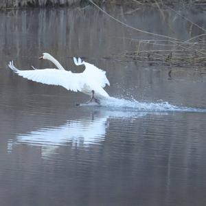 Mute Swan