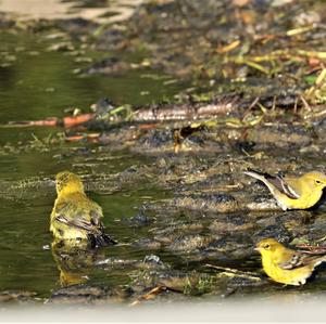 Pine Warbler