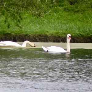 Mute Swan