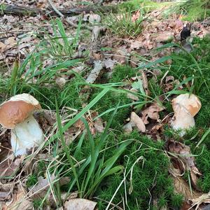 King Bolete