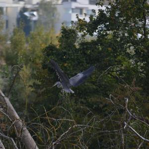 Grey Heron