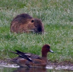 Eurasian Wigeon