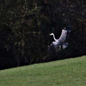 Grey Heron