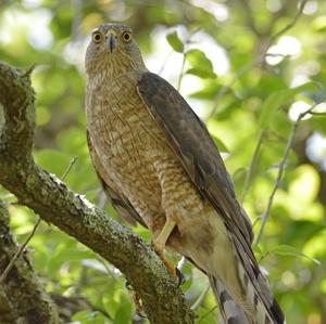 Cooper's Hawk