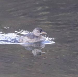 Little Grebe