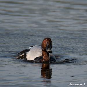 Common Pochard