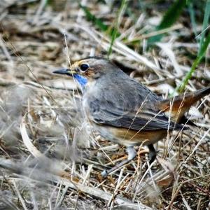 Bluethroat