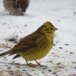 Yellowhammer