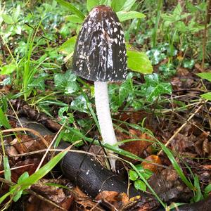 Magpie Ink-cap