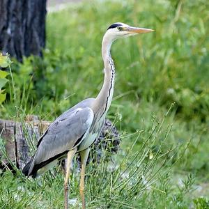 Grey Heron