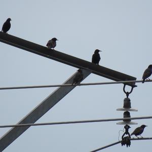 Common Starling