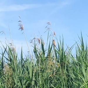 Sedge Warbler